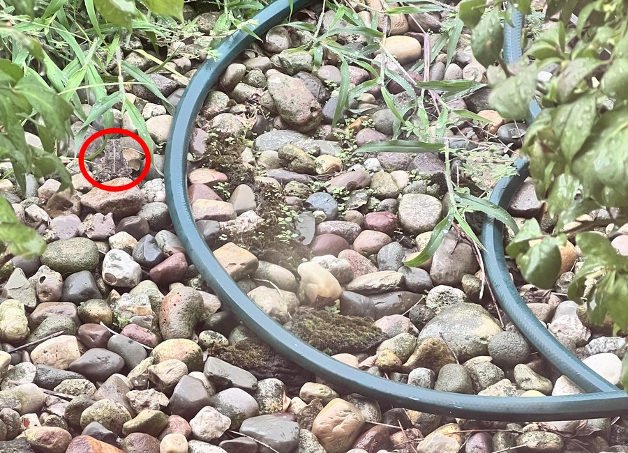 Разгадаване на оптичната илюзия