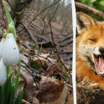 Оптична илюзия ще ви покаже какъв е коефициентът ви на интелигентност: трябва да намерите лисица в гората за 9 секунди Оптична илюзия ще ви покаже какъв е коефициентът ви на