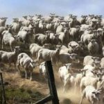 Пъзел за хора с отлично зрение: трябва да откриете кучето за 3 секунди. Пъзел за хора с отлично зрение: трябва да откриете кучето