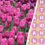 Само 2 процента от хората намират думата „лале“ за 8