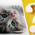 Само хора с висок коефициент на интелигентност ще забележат котка в двора за 10 секунди: интересна оптична илюзия Само хора с висок коефициент на интелигентност ще забележат котка