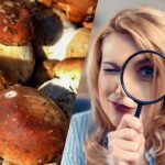 Само хора със свръхмощен коефициент на интелигентност ще видят камък сред гъби за 15 секунди: спираща дъха оптична илюзия Само хора със свръхмощен коефициент на интелигентност ще видят камък